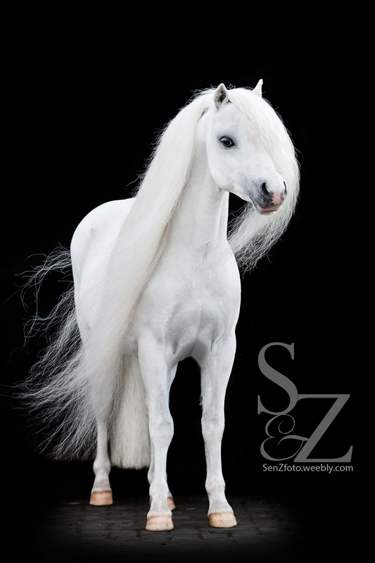 Welsh Pony @SenZFoto